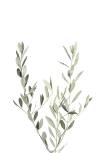 Refresh your room with the Botanical III wall mural

