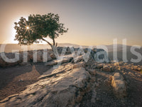 Peaceful wall mural with a solitary tree at dusk.

