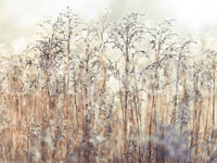 Lush Green Grass Reeds Mural for a Calm Ambience

