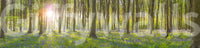 Sunlit woodland mural with wildflowers

