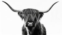 Elegant Highland Horns and Hair wall mural in black and white

