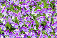 Bold botanical wall mural with pansies
