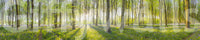 Serene forest path mural wallpaper
