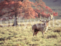 Detailed stag design on high-quality mural wallpaper

