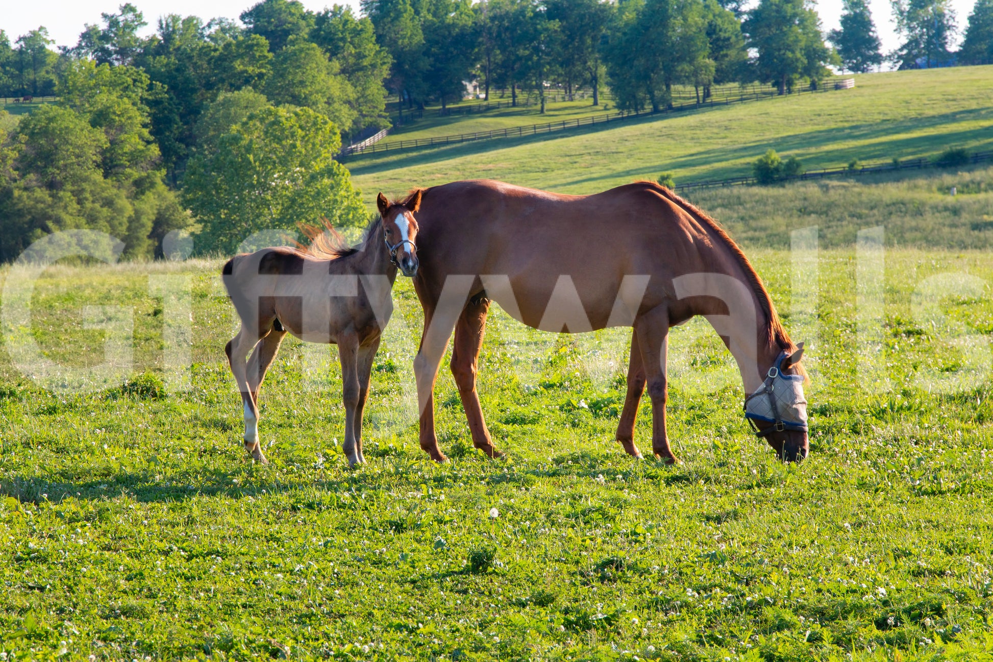 Detailed wall mural with countryside horses

