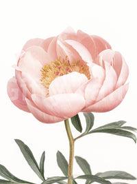 Transform your space with the beauty of blooming coral peonies

