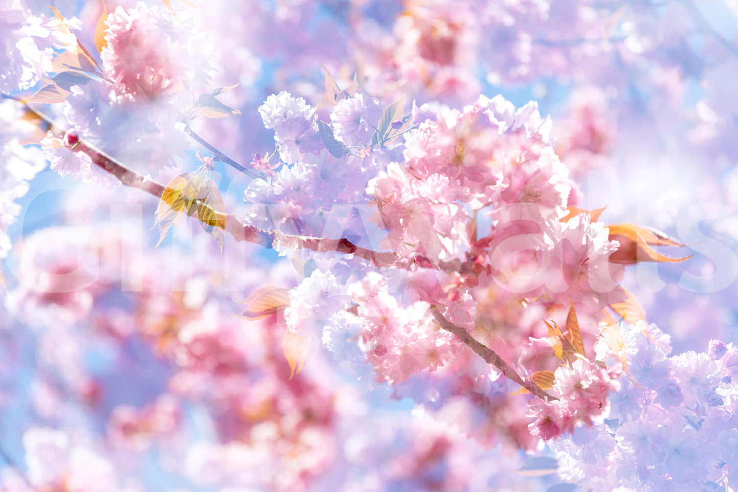 Captures the essence of delicate pink blooms in a gentle, dreamlike state.
