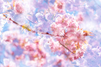 Captures the essence of delicate pink blooms in a gentle, dreamlike state.
