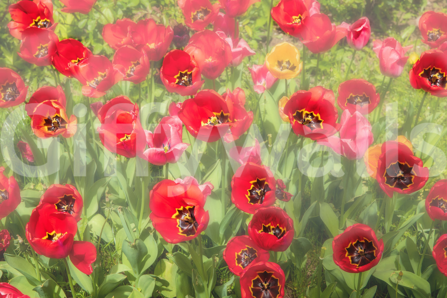 Vibrant Red Tulip Field Photography | Floral Wall Art | Nature Decor Wall Mural