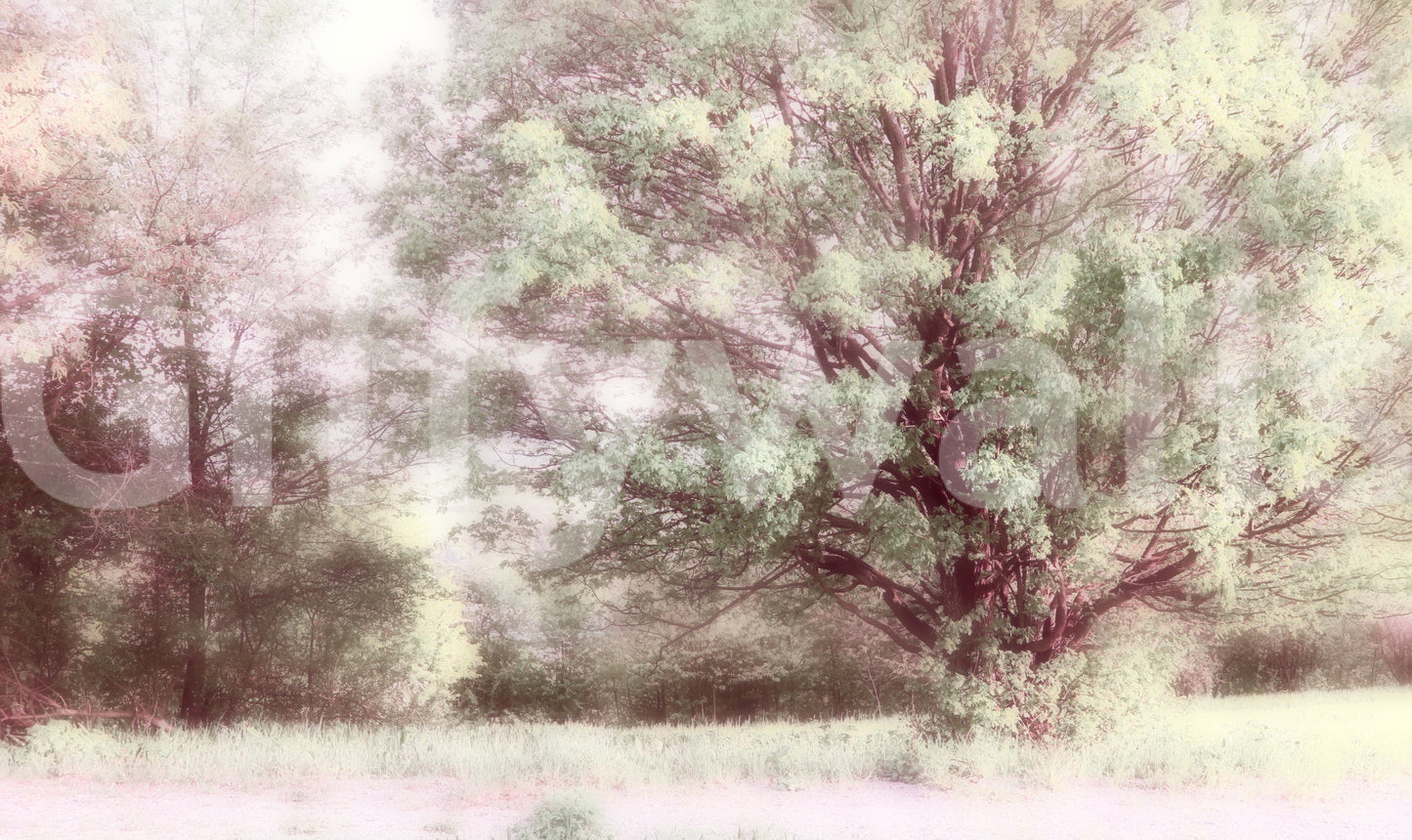 Ethereal Green Tree Art Print | Tranquil Nature Photography | Soft Pastel Landscape Decor Wall Mural