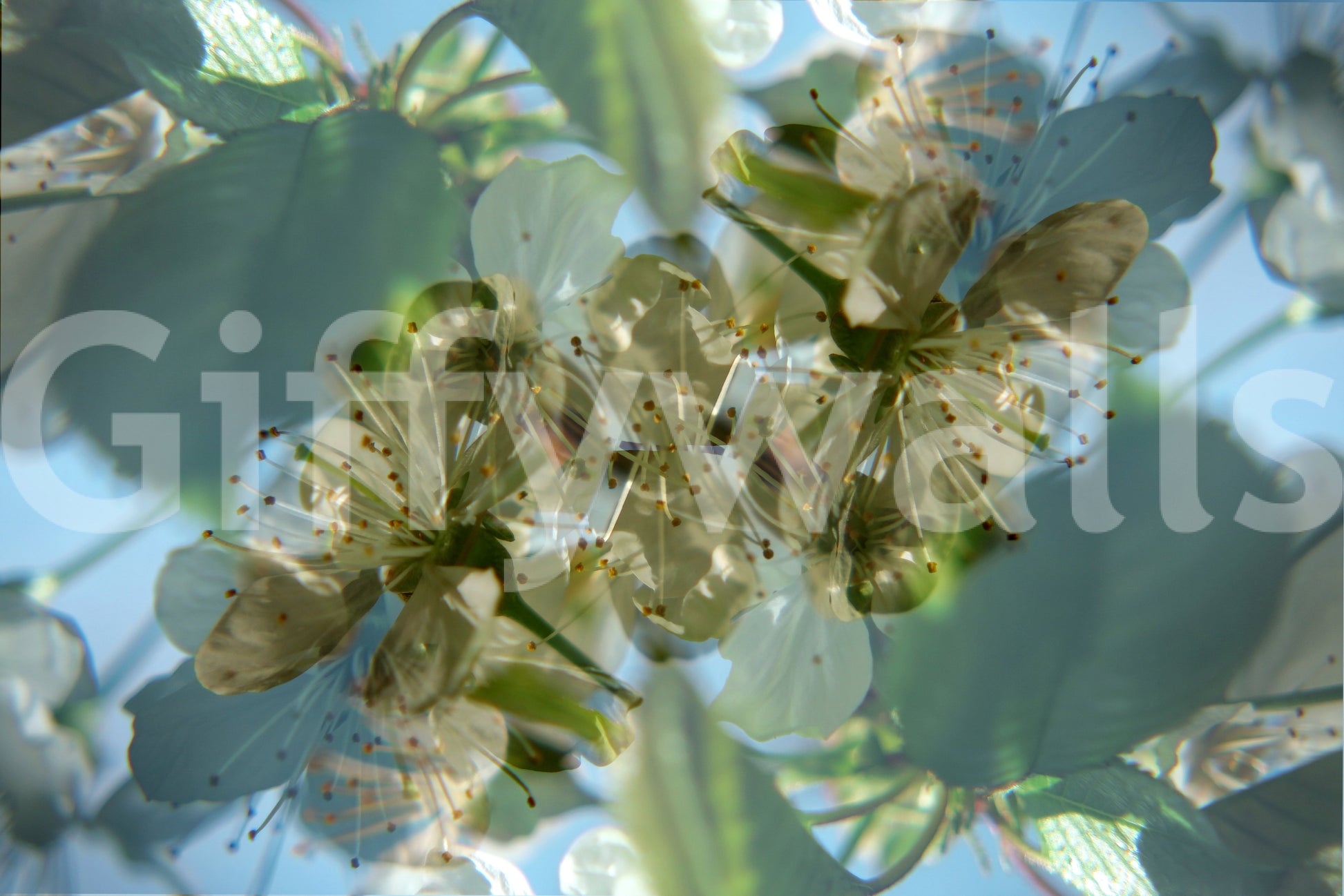 The Ethereal Floral mural gives the space a delicate and artistic touch.