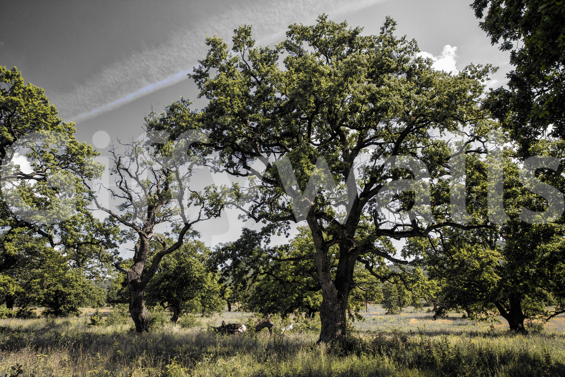 The Serene Oak Grove mural gives the space a quiet and natural feel.

