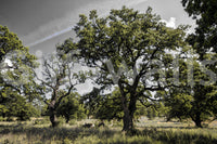 The Serene Oak Grove mural gives the space a quiet and natural feel.

