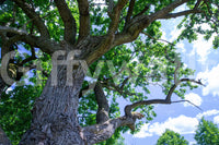 The Majestic Oak Tree mural gives the space a classic and natural feel.

