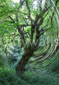 Forest beauty with an abstract twist.

