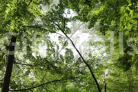 Organic design with a light and airy feel.

