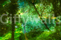 Natural beauty with a calming visual symmetry.