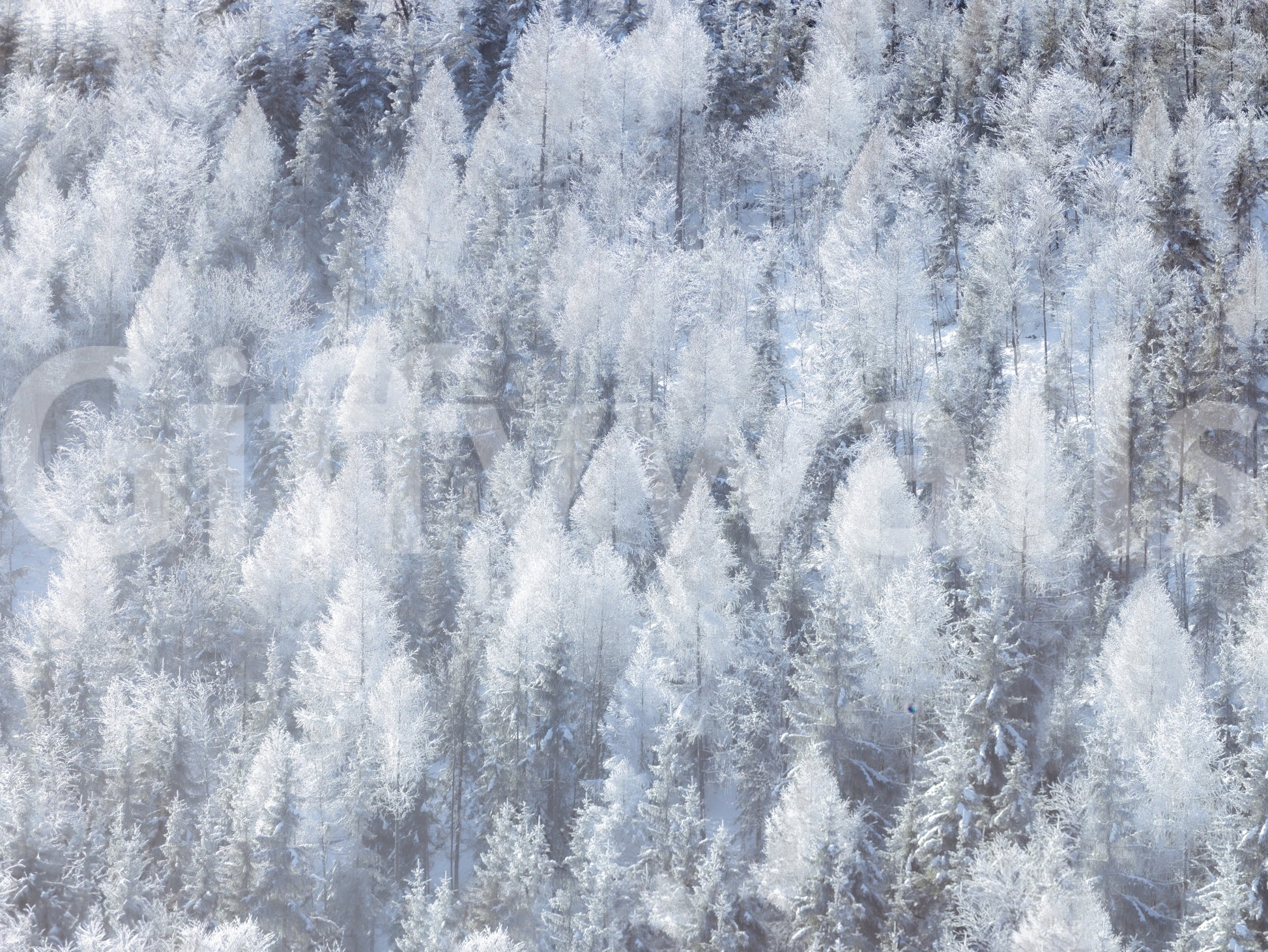 Elegant snowy woodland wall covering.

