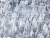 Elegant snowy woodland wall covering.

