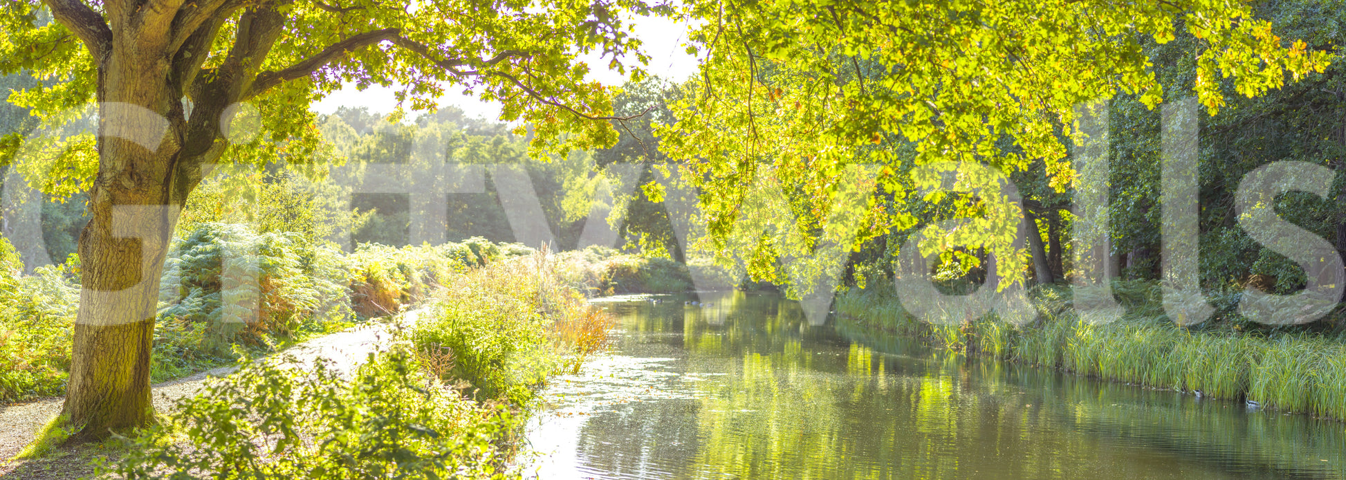 Focus on reflections and natural forms.

