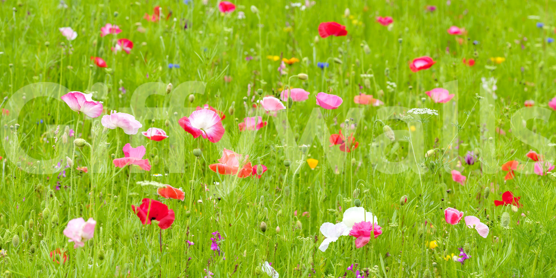 Wall decor evoking joyful nature.

