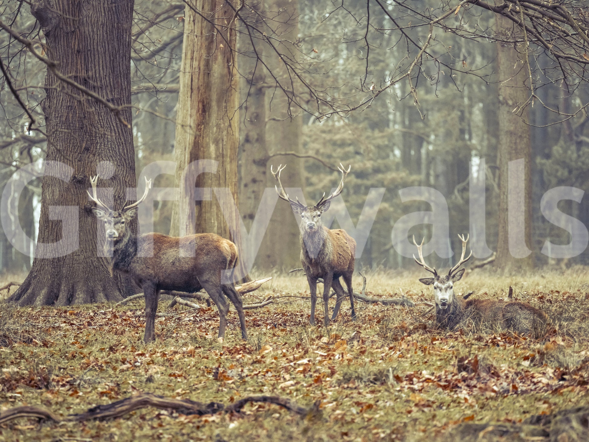 Wall decor evoking wilderness and peace.

