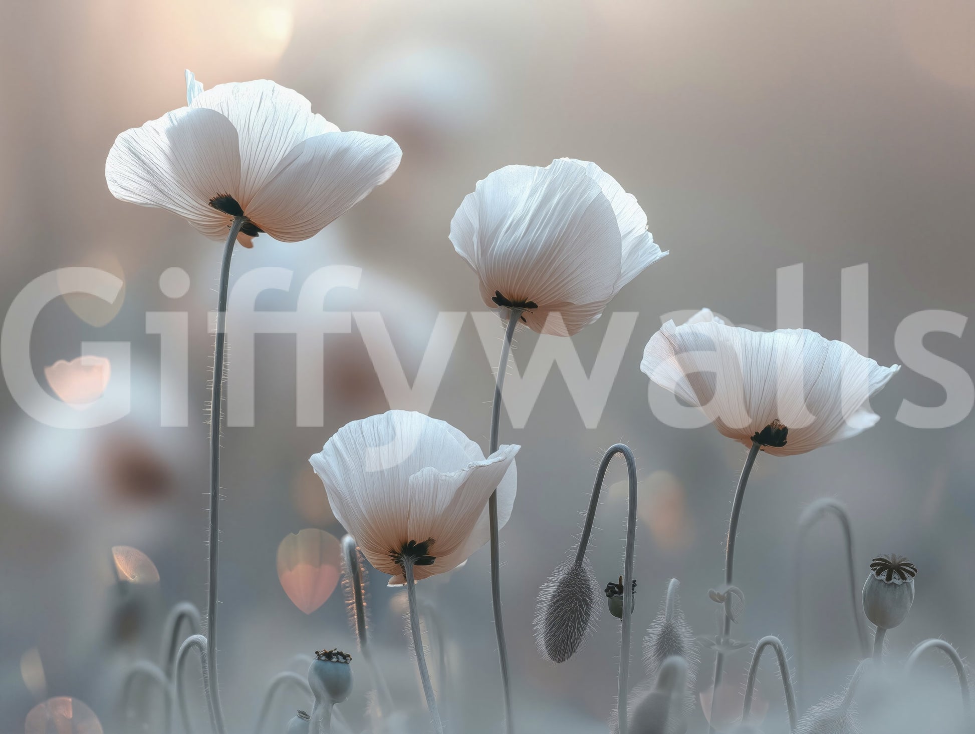 Whimsical White Poppies Wallpaper