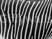 High-resolution zebra pattern.

