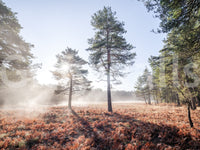 High-resolution misty forest image.

