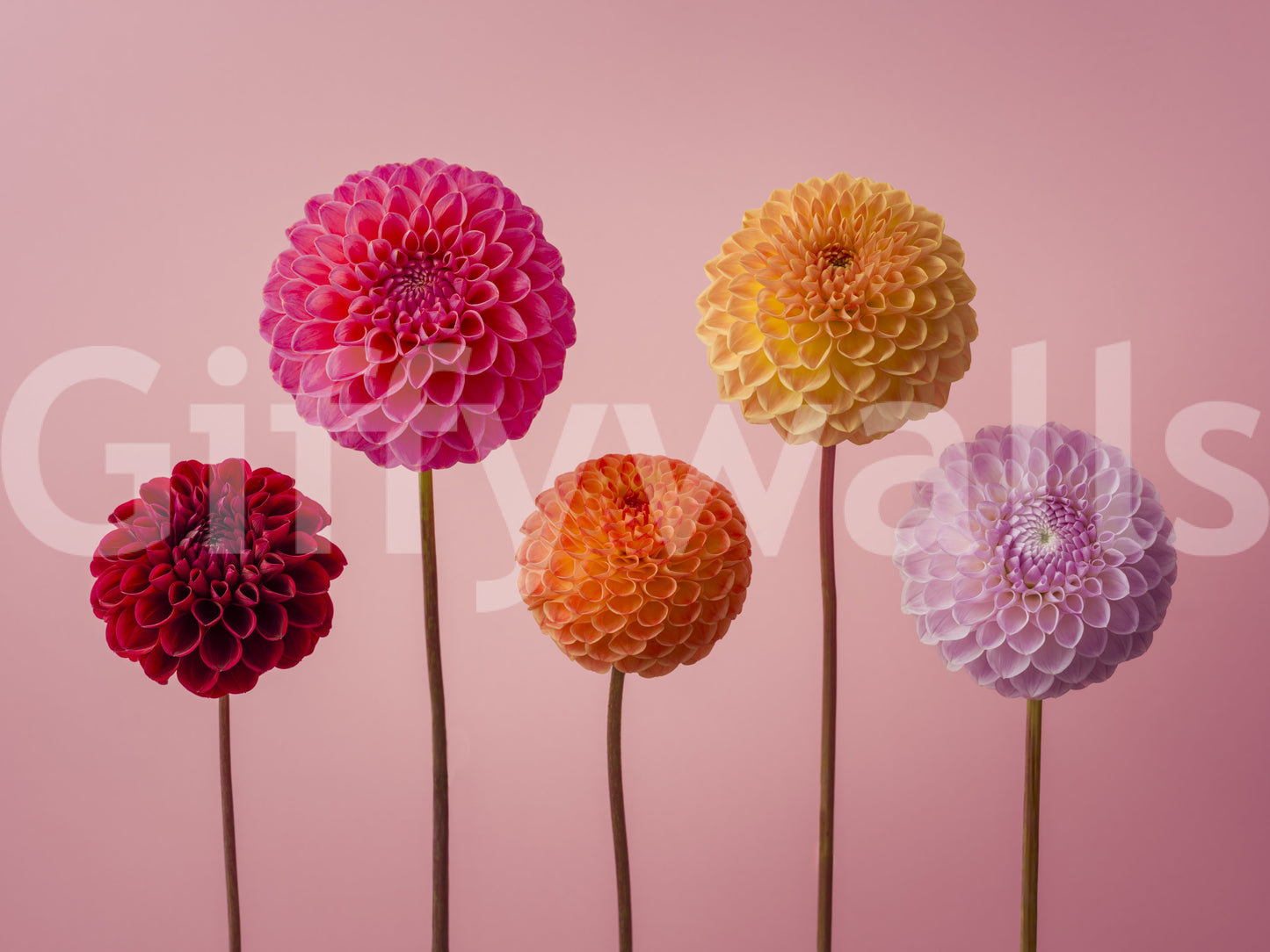 Vibrant and inspiring aesthetic.

