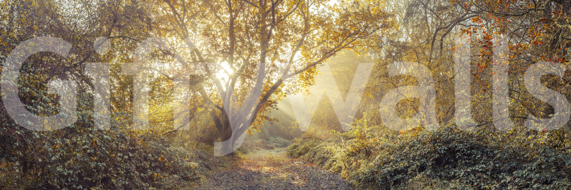 High-resolution natural elements.

