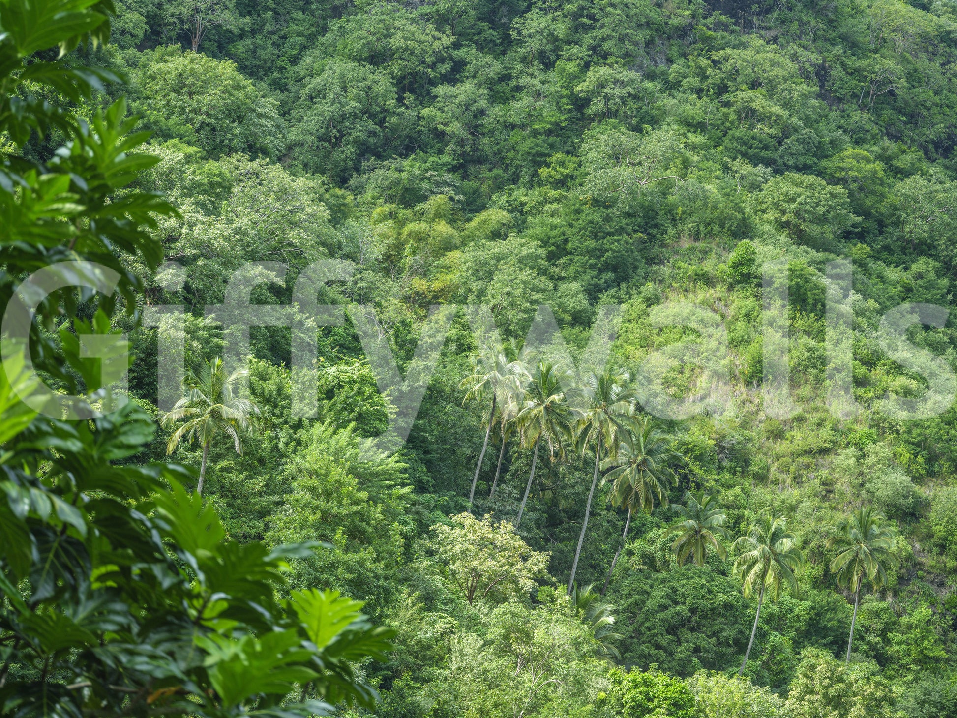 Evergreen trees wallpaper
