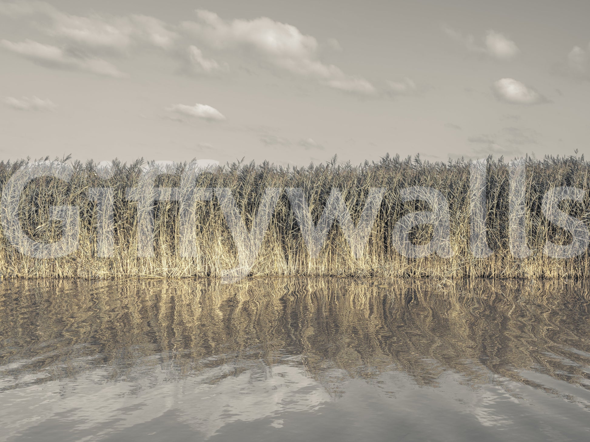 Soft sky and grass print
