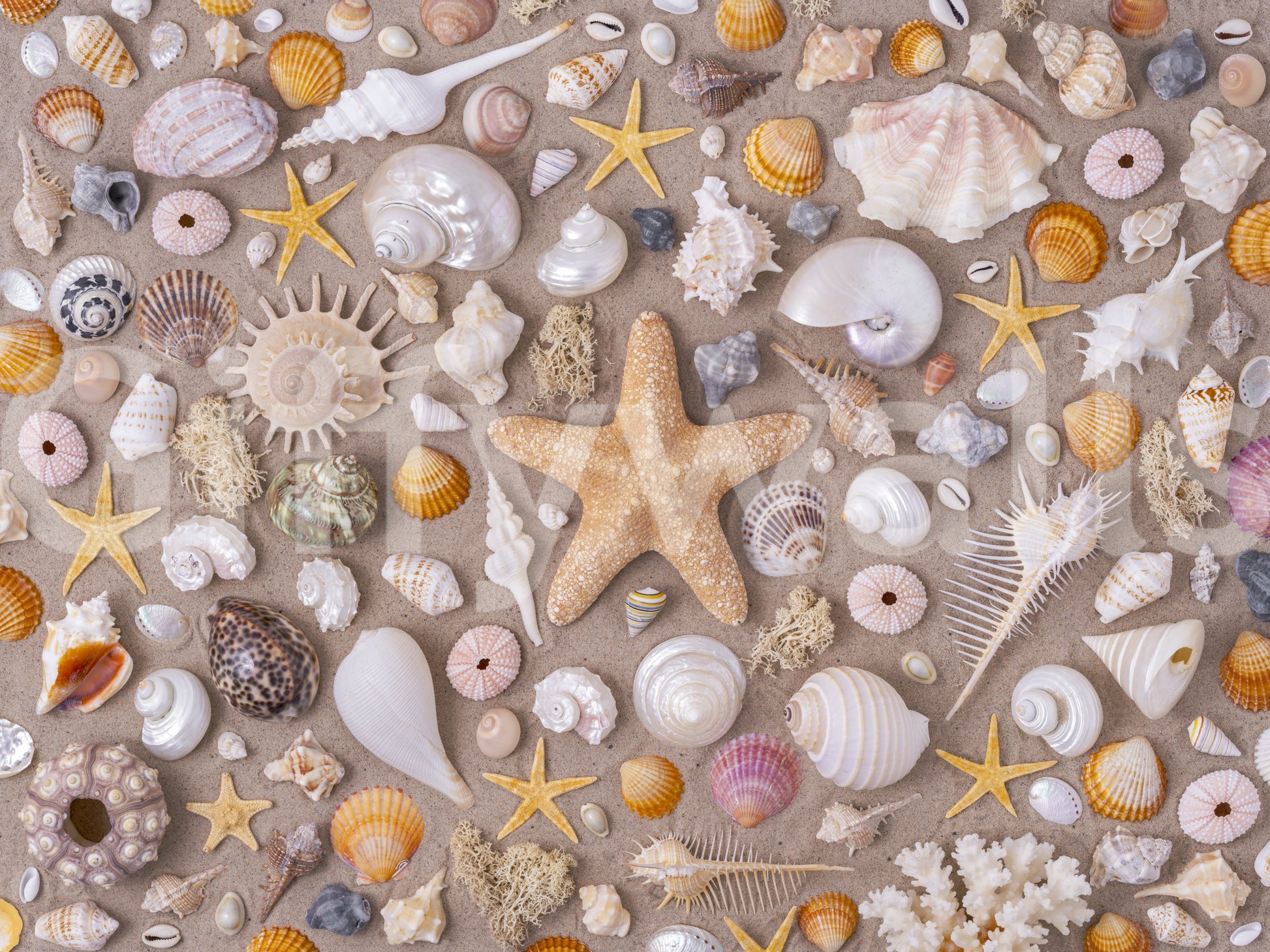 Detailed seashell print
