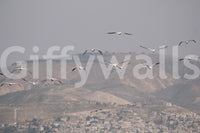 Suitable for a living room, study, or a contemplative, traditional interior.
