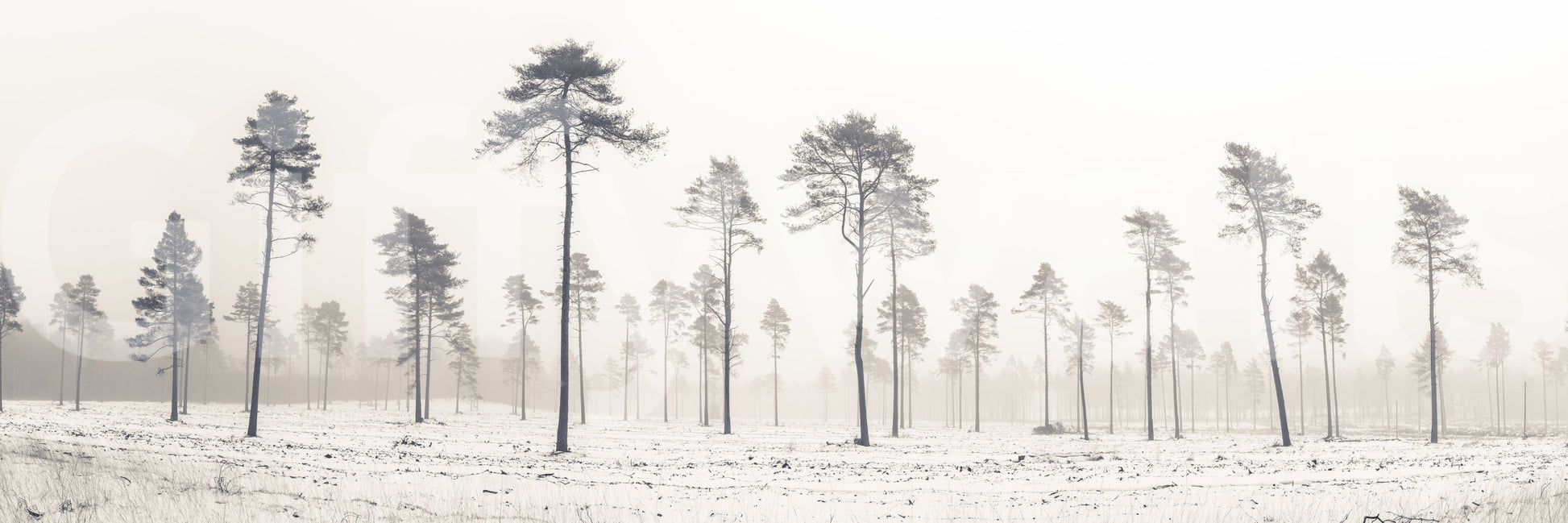 The image captures the delicate nature of a winter forest.

