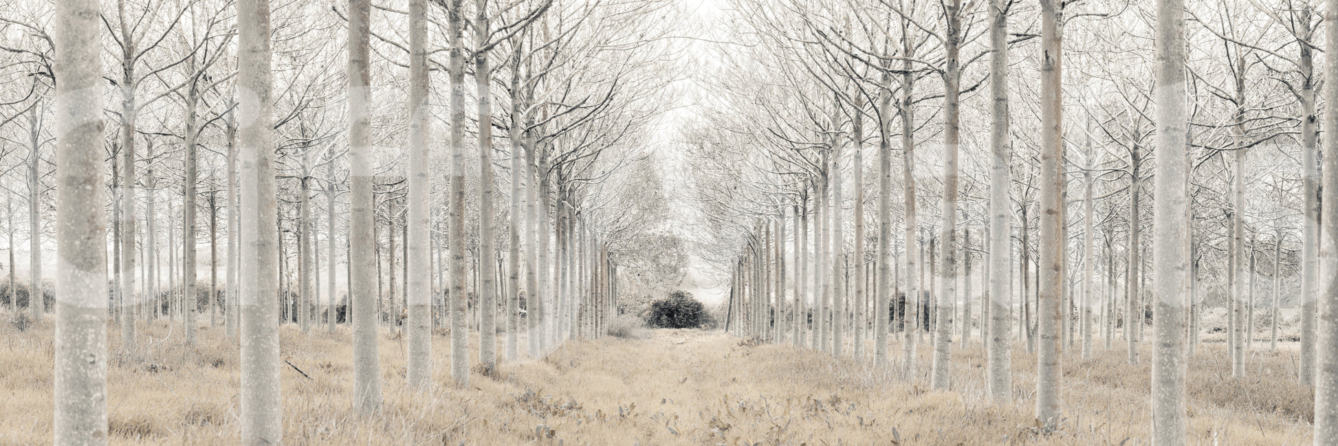 The image captures the delicate nature of a winter forest.

