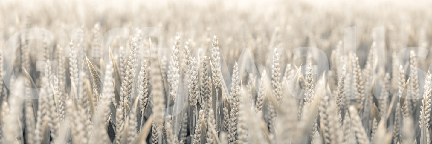 The mural acts as a calming and natural focal point.