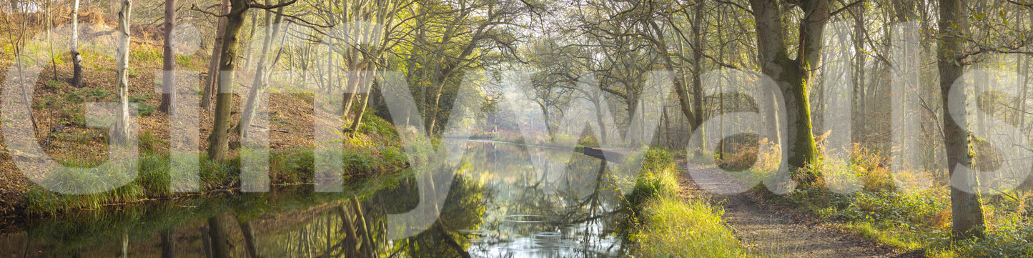 The image feels peaceful and restful, like a walk in the woods.