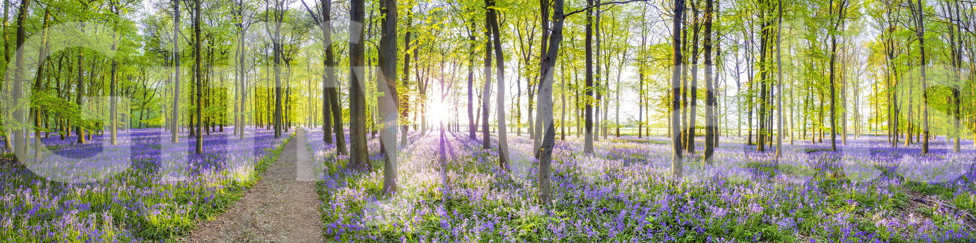 The image feels peaceful and restful, like a quiet walk.

