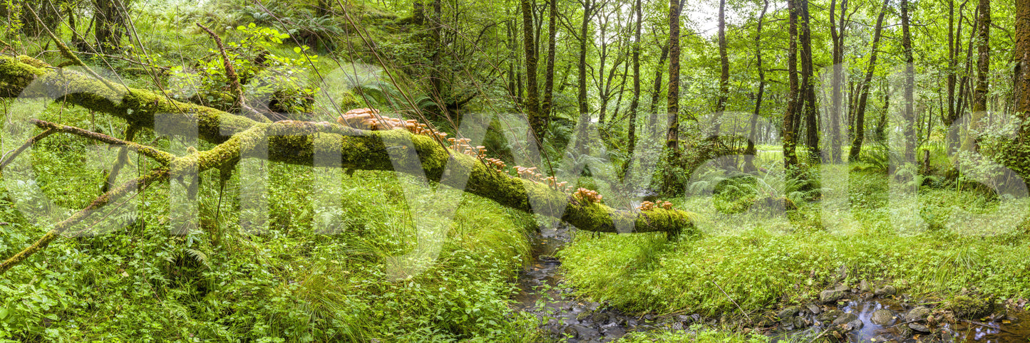 Forest Floor Harmony Wall Mural