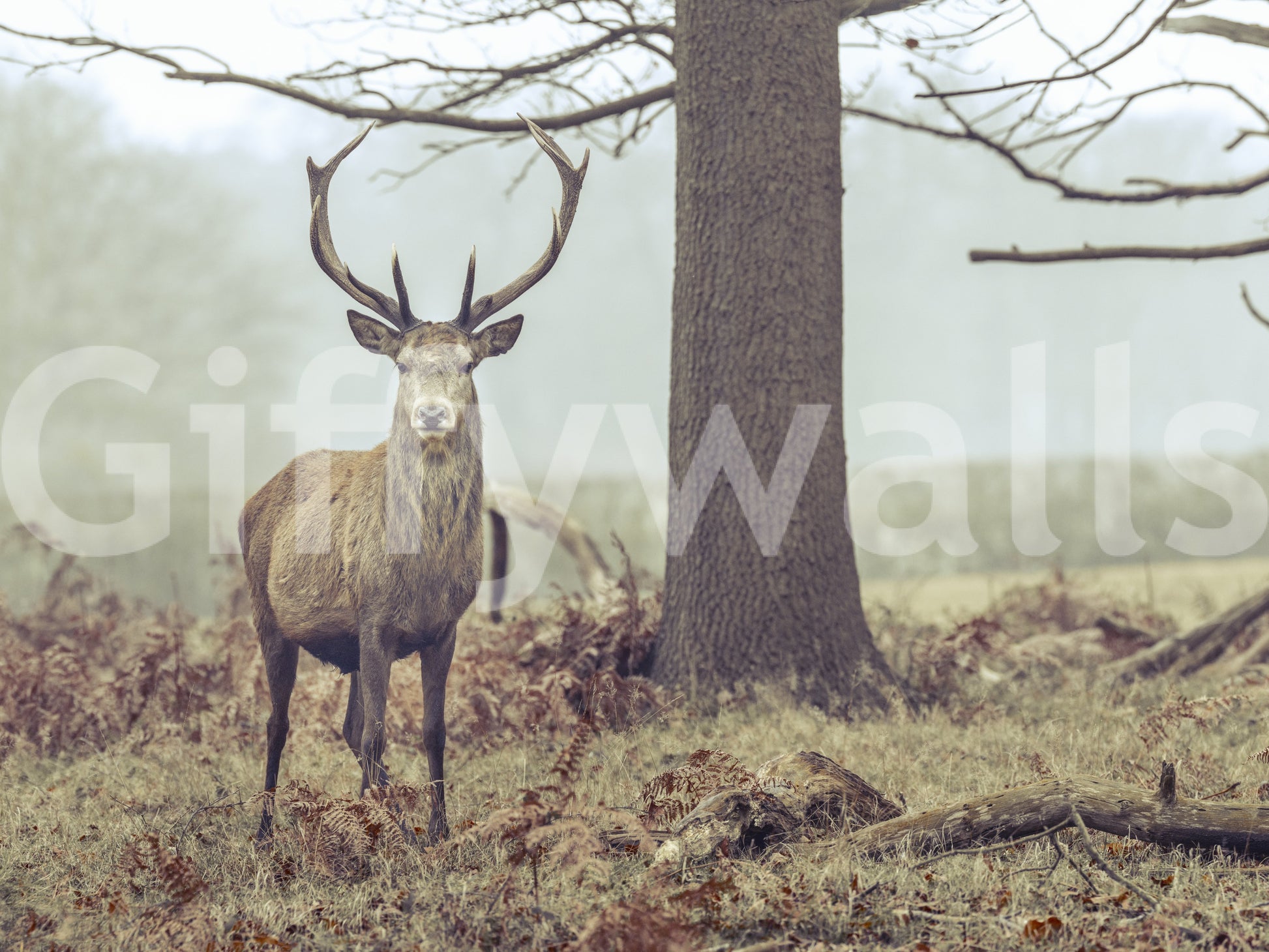 A detail of the warm tones in the animal and foliage.

