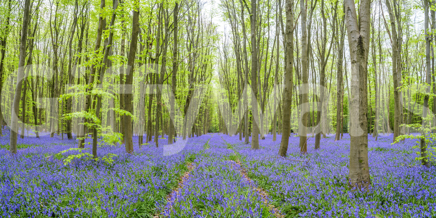 Enchanted Bluebell Woods Wall Mural
