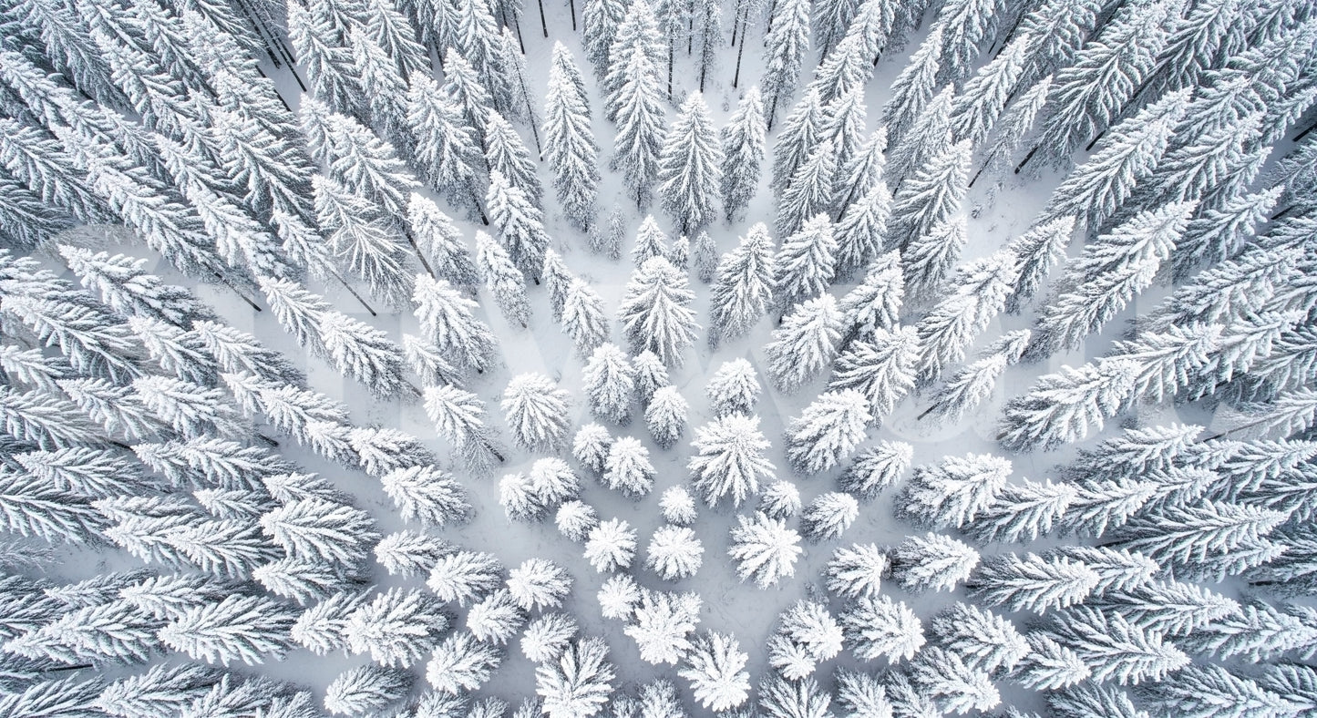 Winter's Embrace Wall Mural