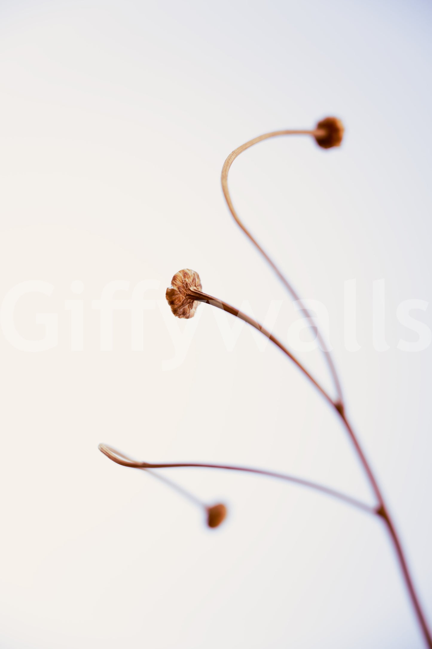 A detail of the organic forms in the design.