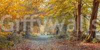 A high-quality rustic forest wall mural for walls.

