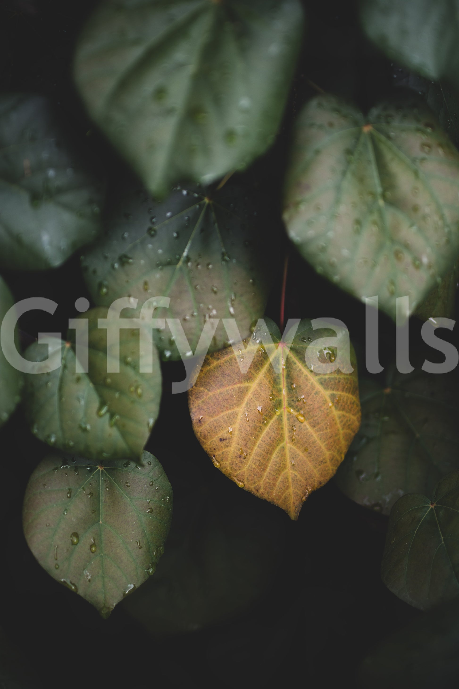 A high-quality minimalist wall mural for walls.

