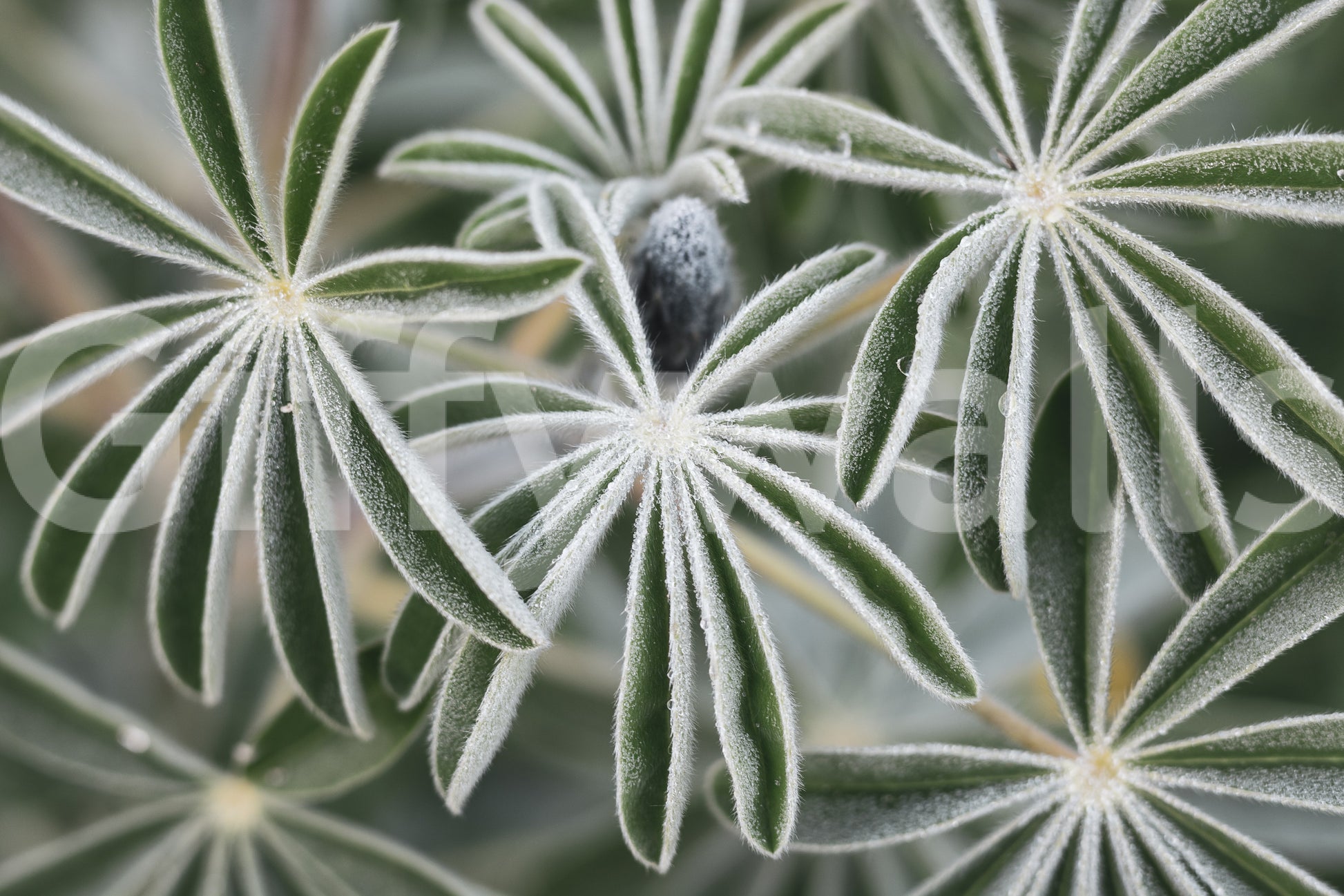 A high-quality serene botanical wall mural for walls.

