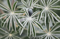 A high-quality serene botanical wall mural for walls.

