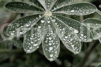 A high-quality serene field wall mural for walls.

